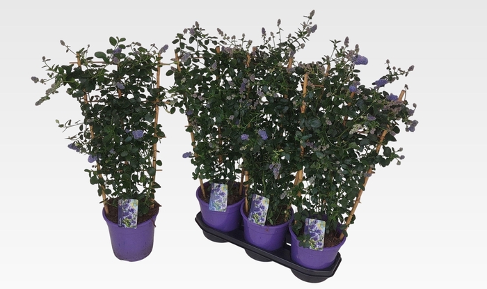 CEAN TH REPENS
