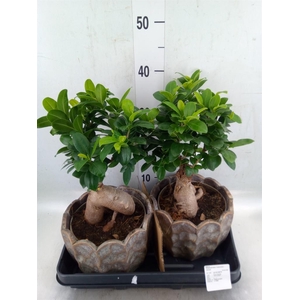 Ficus microcarpa 'Ginseng'