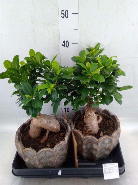 <h4>Ficus microcarpa 'Ginseng'</h4>