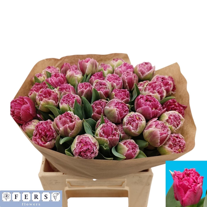 <h4>TU FR POLDER PINK</h4>