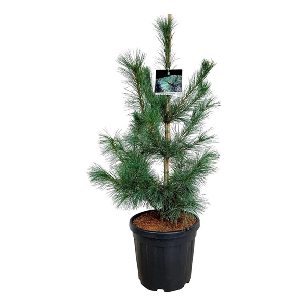 <h4>Pinus mont. 'Ammerland'</h4>