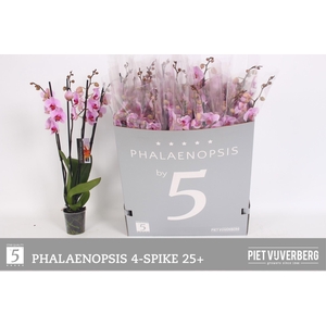 PHAL OV ROZE