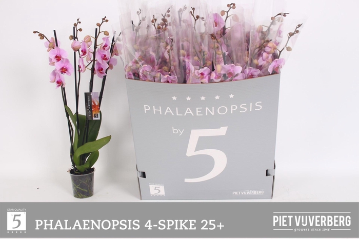 <h4>PHAL OV ROZE</h4>
