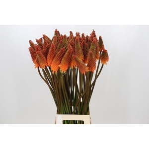 Kniphofia Alcazar