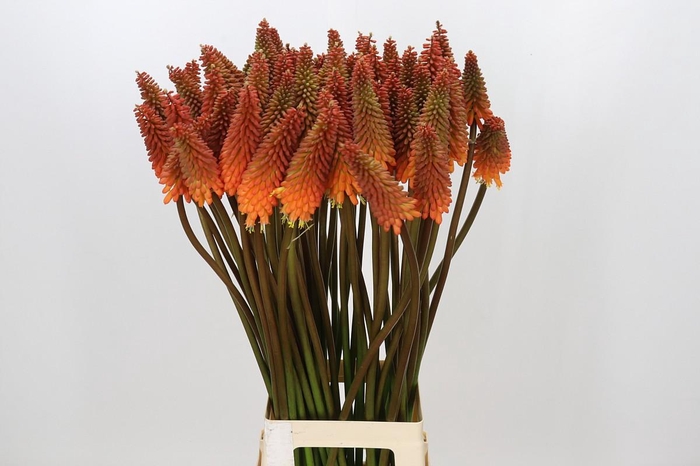 <h4>Kniphofia Alcazar</h4>