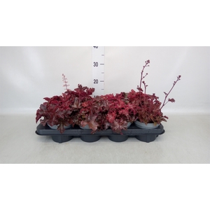 Heuchera   ...