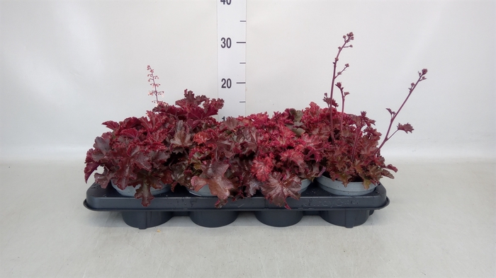 <h4>Heuchera   ...</h4>