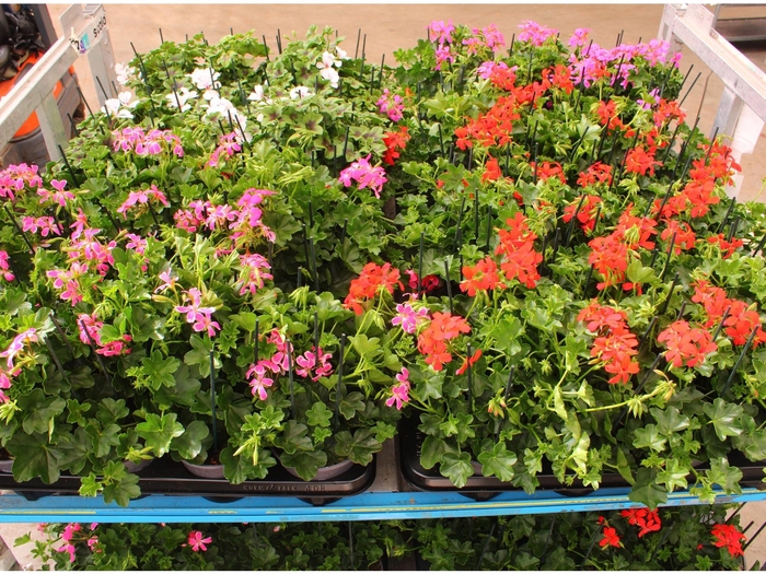 <h4>PEL PELT MIXK</h4>