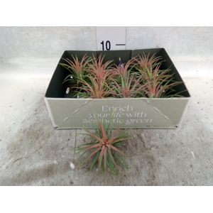 Tillandsia