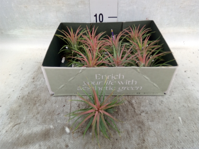 <h4>Tillandsia</h4>