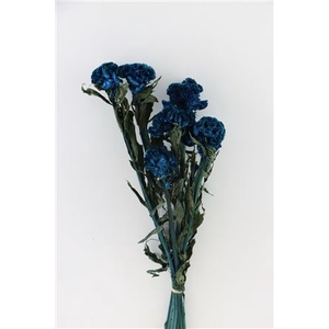 PRES CELOSIA D. BLUE BUNCH