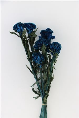 <h4>PRES CELOSIA D. BLUE BUNCH</h4>