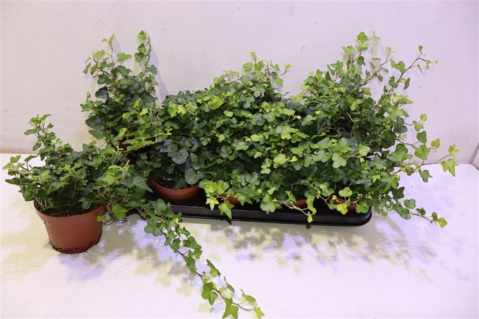 <h4>Hed He Wonder</h4>