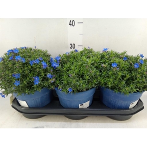 Glandora diffusa 'Heavenly Blue'