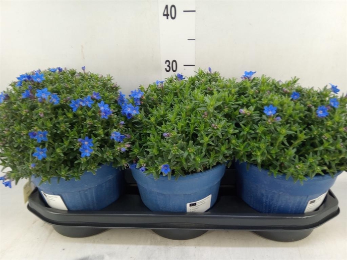 <h4>Glandora diffusa 'Heavenly Blue'</h4>