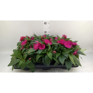 Impatiens NG 'Tamarinda Purple'