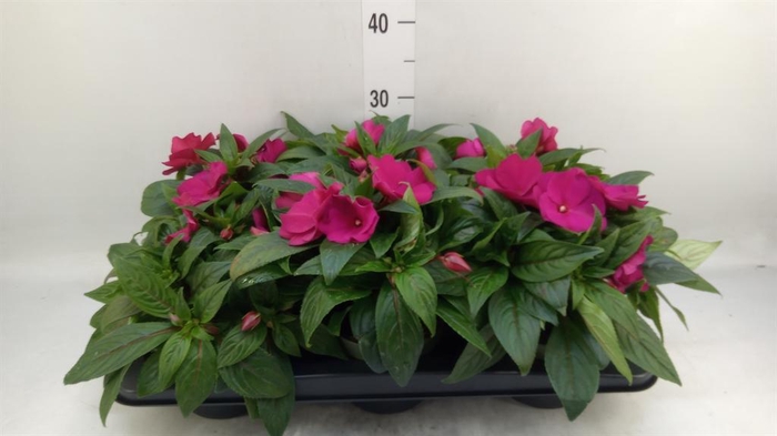 <h4>Impatiens NG 'Tamarinda Purple'</h4>