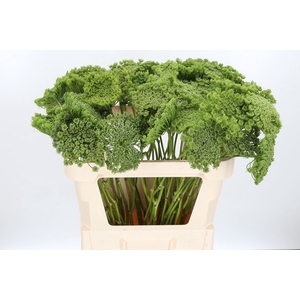 Ammi Majus Visnaga Zaad