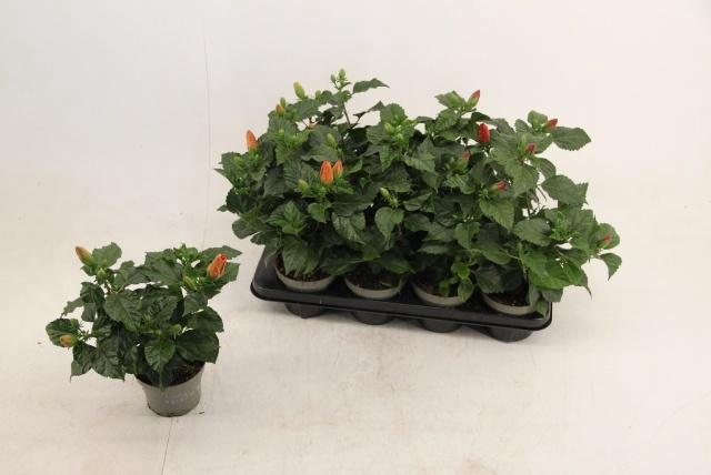 <h4>HIBIS SUNNY GEM</h4>