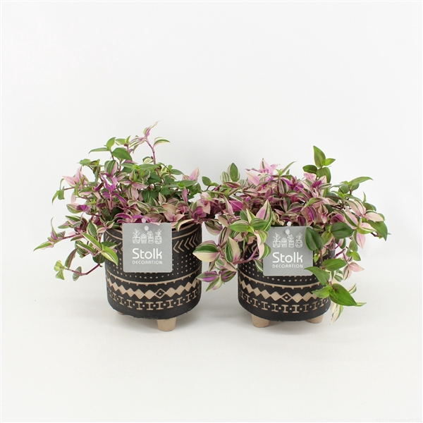 <h4>Tradescantia Quadricolor in Maya pot</h4>