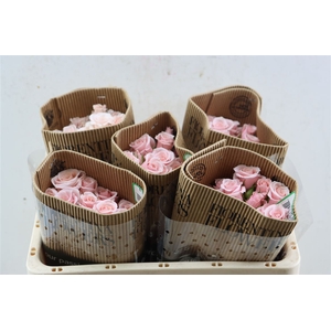 R Tr Pink Majolica (t)
