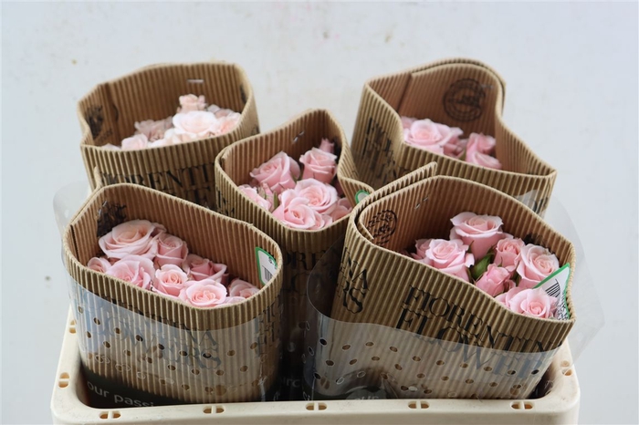 <h4>R Tr Pink Majolica (t)</h4>