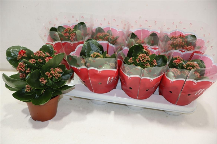 <h4>Kal Ge Secret Red</h4>