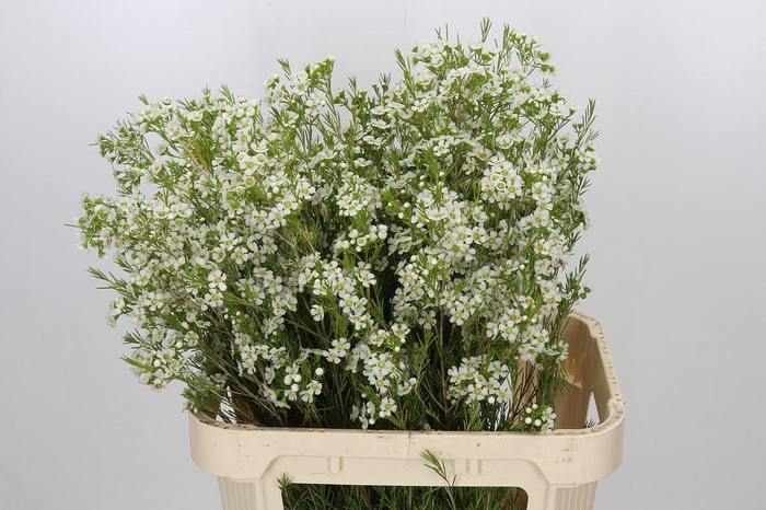 <h4>Chamelaucium Ofir</h4>