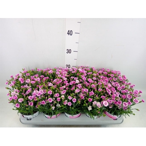Dianthus  'Pink Kisses'