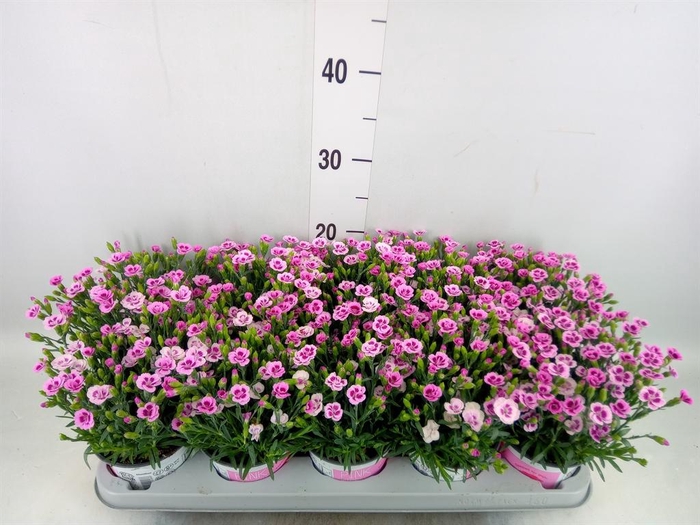 <h4>Dianthus  'Pink Kisses'</h4>