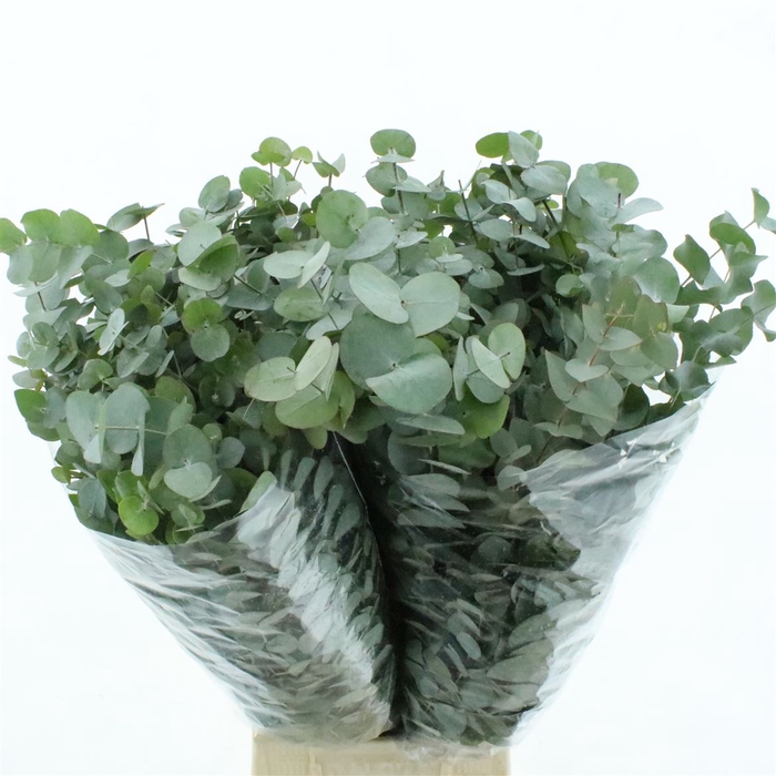 <h4>Euca Cinerea Long 400grams Albenga</h4>