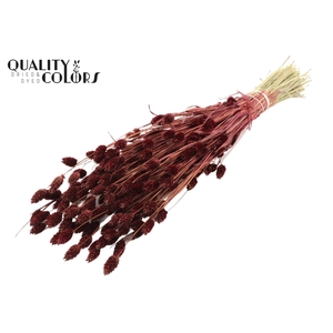 Phalaris per bunch Burgundy