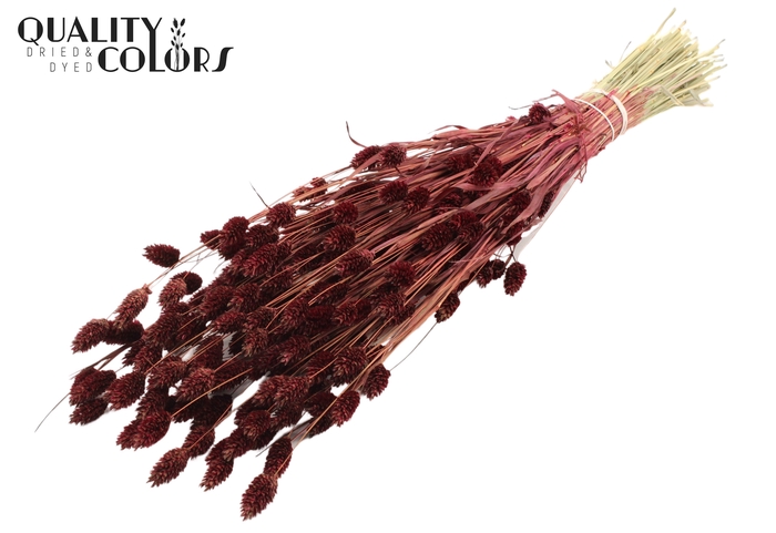 <h4>Phalaris per bunch Burgundy</h4>