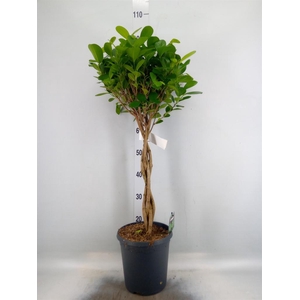 Ficus microcarpa 'Moclame'