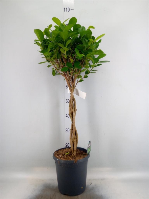 <h4>Ficus microcarpa 'Moclame'</h4>