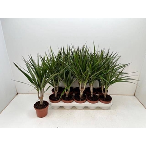 DRA MARGINATA