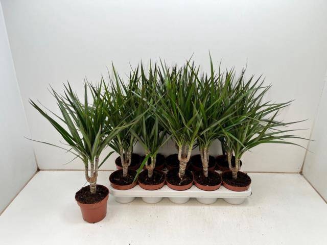 <h4>DRA MARGINATA</h4>