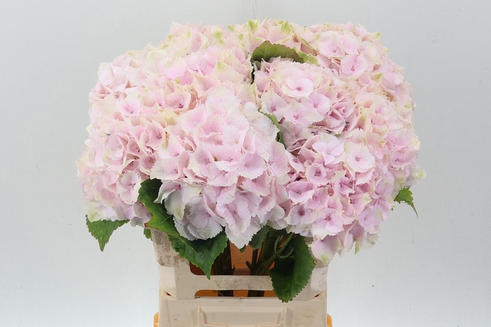 <h4>Hydr M Mag Emerald</h4>