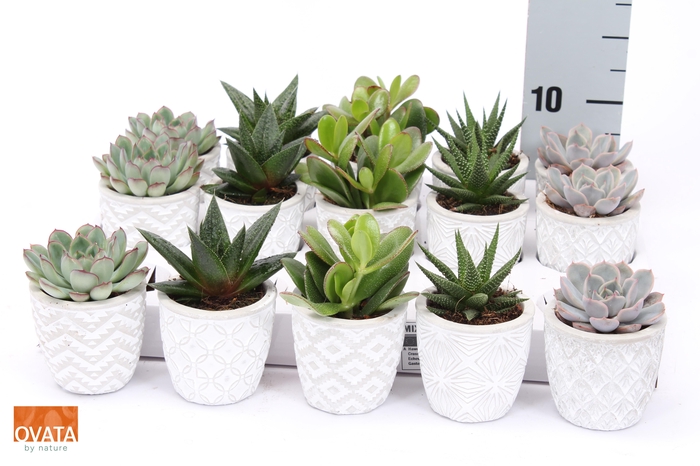 <h4>SUCC GEM 5 SRT</h4>