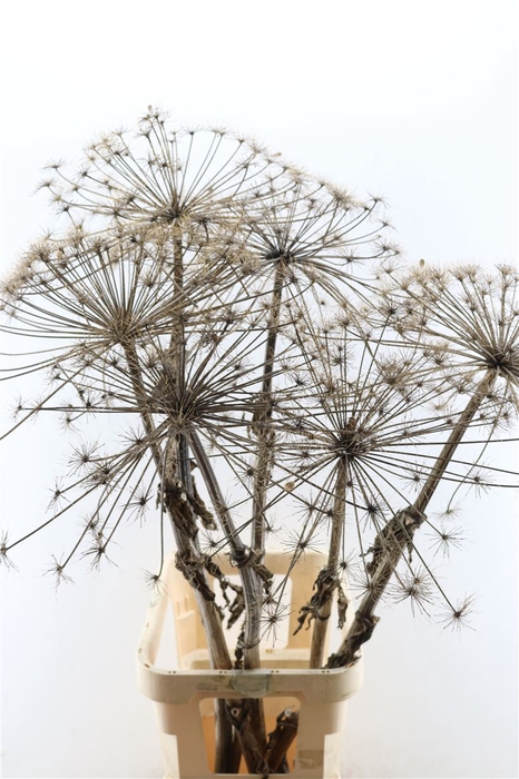 Dried Berenklauw 120cm P. Stem