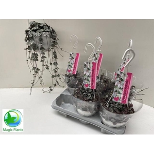 CEROP WO SILVE GLORY