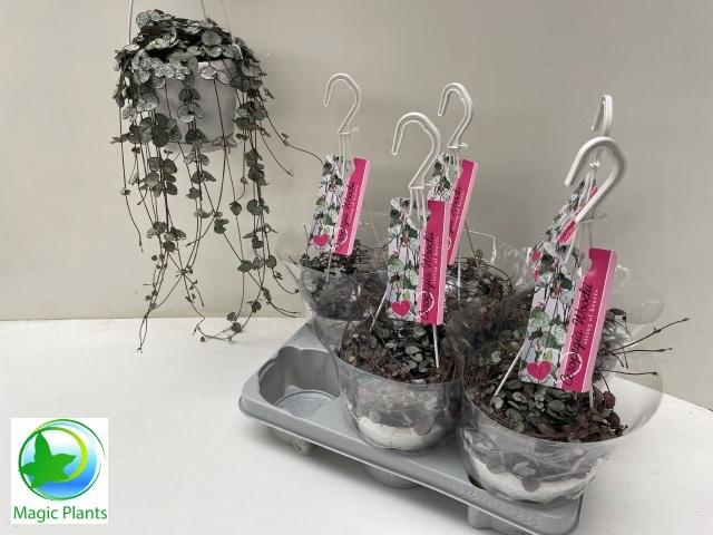 <h4>CEROP WO SILVE GLORY</h4>