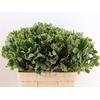Pittosporum Ilan 60