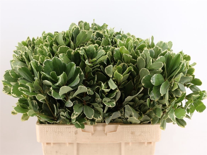 Pittosporum Ilan 60