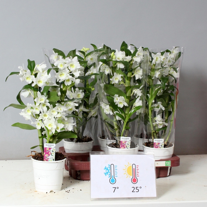 <h4>DENDR N SC APOLLON</h4>