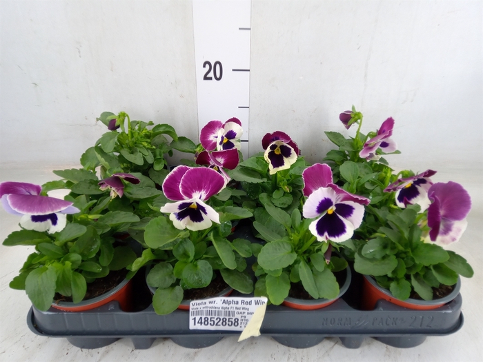 <h4>Viola wr. 'Alpha Red Wing'</h4>