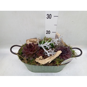 Arr.  Sempervivum L%