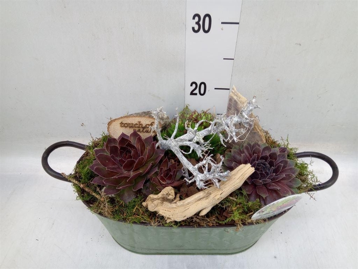 <h4>Arr.  Sempervivum L%</h4>