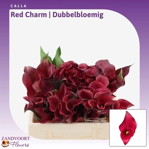 Calla Red Charm | Dubbelbloemig