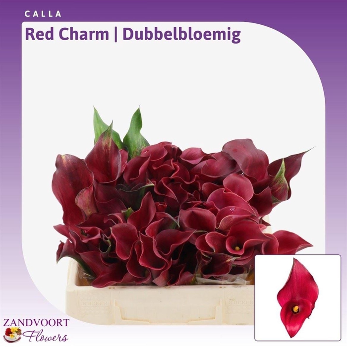 <h4>Calla Red Charm | Dubbelbloemig</h4>
